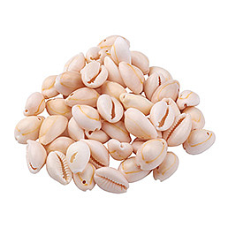 Shell Beads